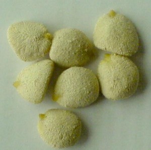 paola Anuncios de arte, joyas, cosas valiosas en Santiago |  NUEZ DE LA INDIA 100% NATURAL $13.000 ADELGACE SIN DIETAS, 100% natural realmente efectiva