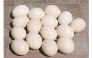  Anuncios de arte, joyas, cosas valiosas en Santiago |  Vendo huevos avestr&ugrave;z vacios., Para artesania.